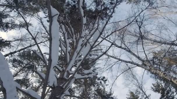 Zimowy Las, śnieg pada — Wideo stockowe