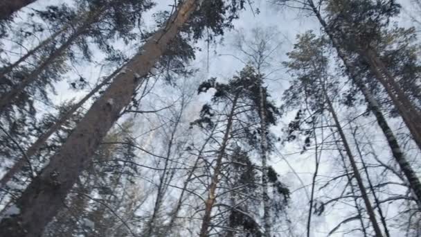 Kış orman, kar düşüyor — Stok video