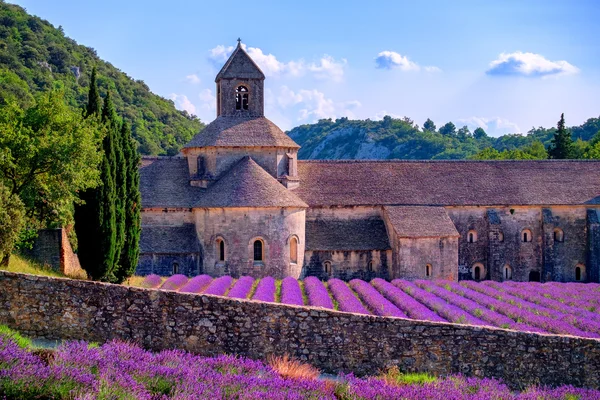 Lavendelfelder im Senanque-Kloster, Provence, Frankreich — Stockfoto