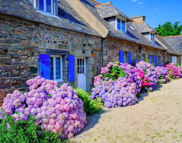 Hydrangeas berwarna bunga di sebuah desa kecil, Brittany, Perancis — Stok Foto