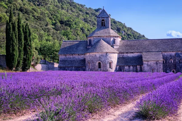 Levandulová pole v Senanque klášteře, Provence, Francie — Stock fotografie