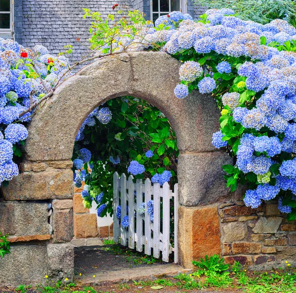 Μπλε λουλουδιών διακοσμούν μια πύλη στη Βρετάνη, Γαλλία — Φωτογραφία Αρχείου