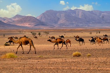 Dromedary deve Sahara, Fas, Afrika