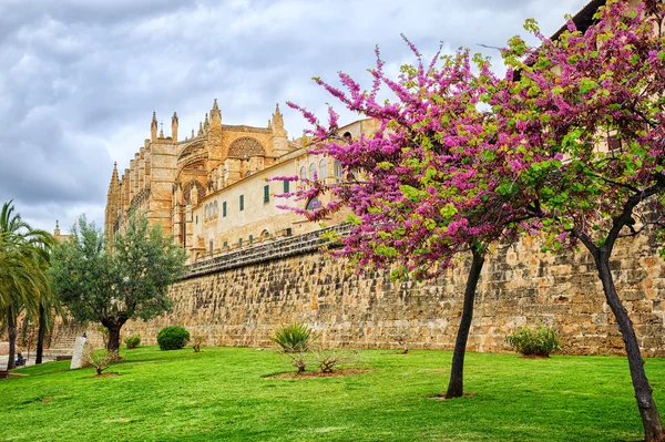 Квітучі вишневі дерева в соборі саду, Пальма де Майорка, — стокове фото