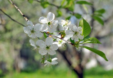 Çiçek açan bir elma ağacı dalı