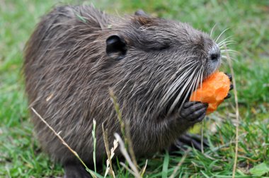 A water rat eating a carrot against the green grass background clipart