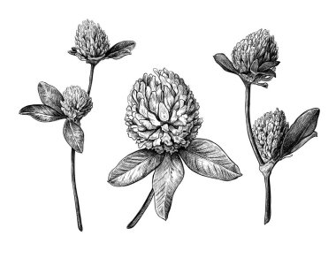 Farklı el çizimleri ve yonca yaprakları.