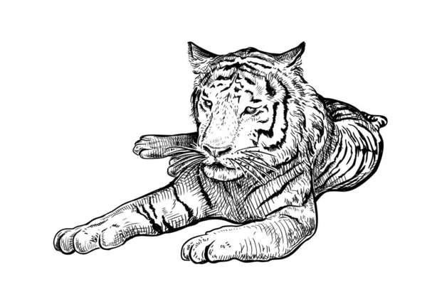 2022 Année du Tigre 8 — Image vectorielle