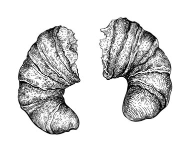 Croissant 'ın kırıklarının vektör çizimi. Kaplamalı maya hamurundan yapılan Fransız Viennoiserie 'sinin el çizimi. Kahvaltılık tatlı hamur işleri. Yemek menüsü tasarım ögesi