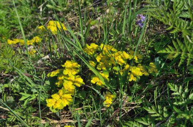 Sarı yeşil bahar bitki. 