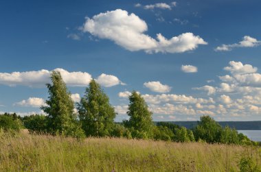 Bulutlar, huş ağacı, orman