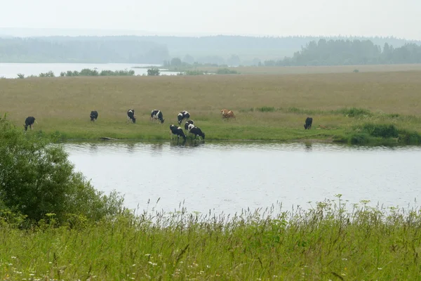 Cows graze on a green meadow. — Stock Photo, Image