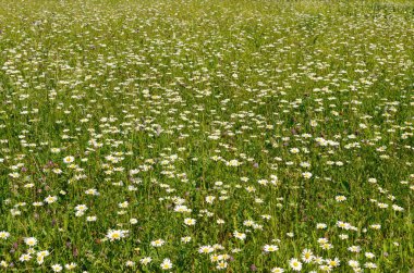 Çayırdaki çimlerde papatyalar.
