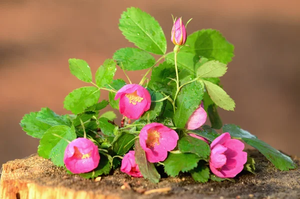 La branche de fleurs de rose sauvage . Images De Stock Libres De Droits