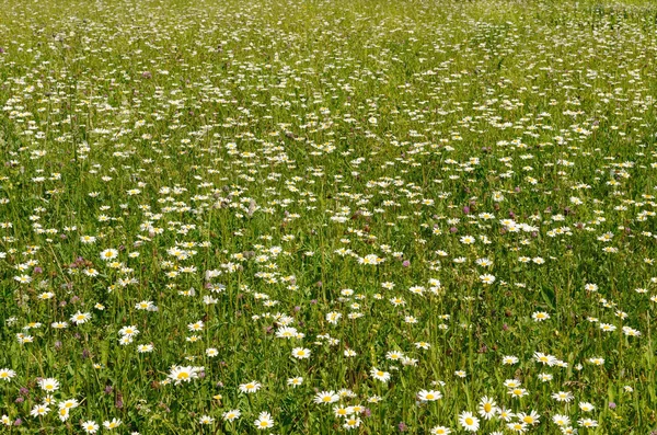 Marguerites dans l'herbe dans la prairie. Photos De Stock Libres De Droits
