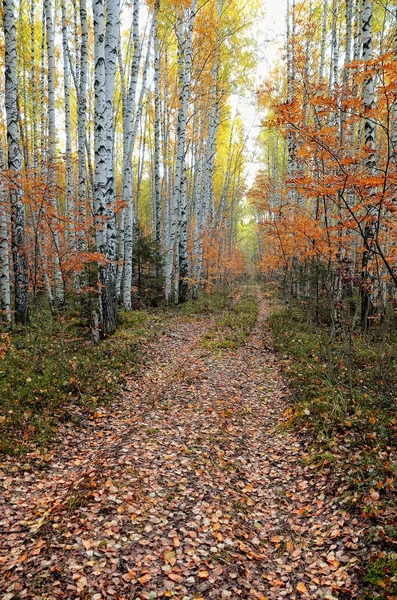 カラフルな秋の風景. — ストック写真