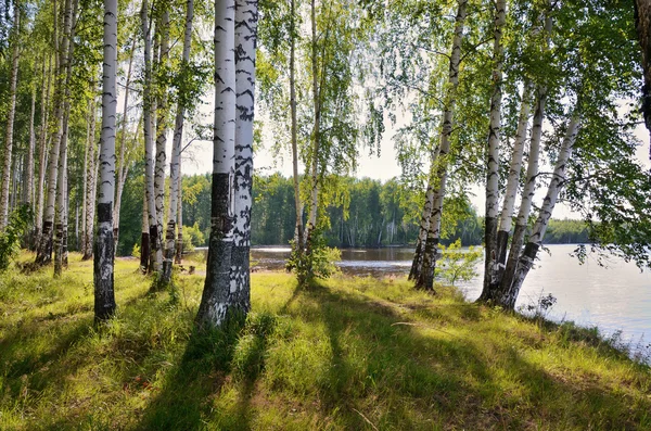 Bouleau forêt lumière du soleil Photos De Stock Libres De Droits