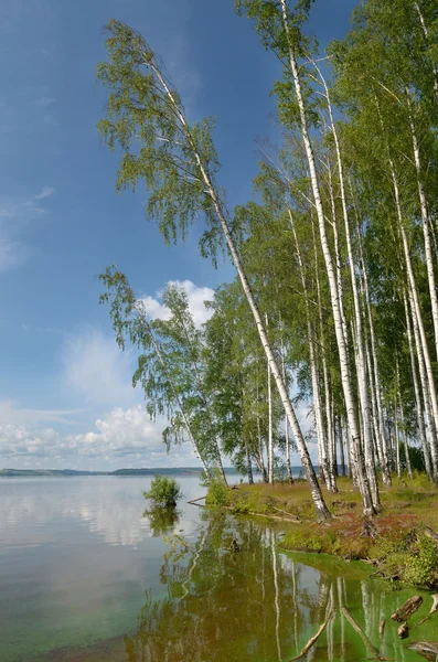 Nuages, bouleau, forêt Image En Vente