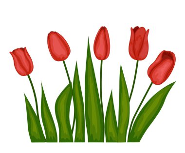 Beyaz zemin üzerinde üç pembe lalenin vektör resmi.