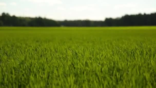 Hierba verde en el campo — Vídeo de stock