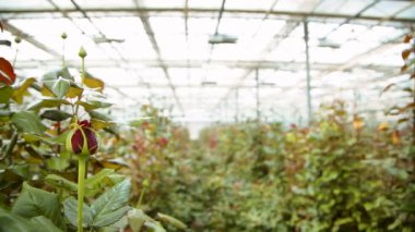 Bahçede çiçek açan güller