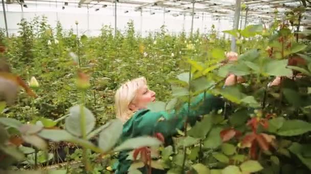 Κηπουρός γυναίκα μεγαλώνει και νοιάζεται για τα τριαντάφυλλα στο θερμοκήπιο — Αρχείο Βίντεο