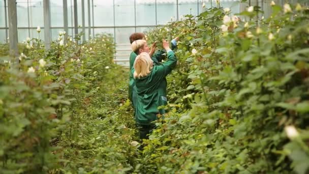 Fleuristes femmes prennent soin des rosiers dans le jardin — Video