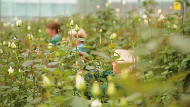 The cultivation and care of Dutch roses — Stock Video