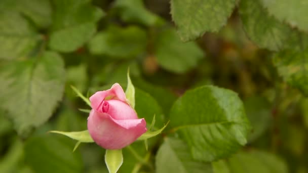 La rosa rosa. Bud en el Bush — Vídeo de stock