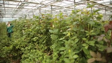 Büyüyen ve sera içinde güller için bakım