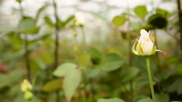 Rosa blanca en el jardín — Vídeo de stock