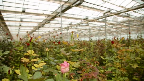 Jardim de rosas. Rosa e rosa florescendo vermelho — Vídeo de Stock