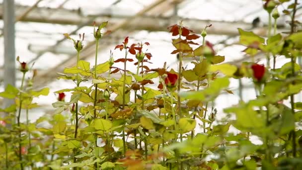 Arbustos de rosa com botões de flores — Vídeo de Stock