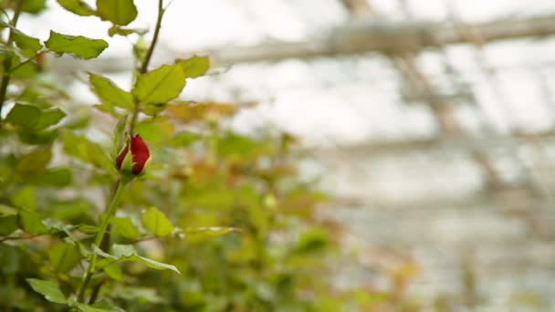 Rosa rossa fiorente sul cespuglio — Video Stock