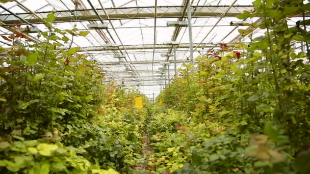 Plantation of roses — Stock Video
