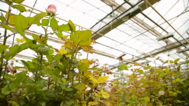 Sera içinde çiçek açan güller