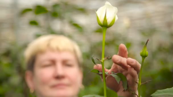 Jardineiro fêmea toca a rosa — Vídeo de Stock