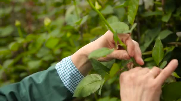 Hände zum Abbrechen der überflüssigen Triebe von Rosensträuchern — Stockvideo