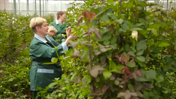 Bloemisten werken in de rozentuin — Stockvideo