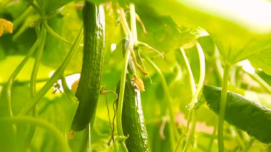 Bahçedeki olgun salatalık