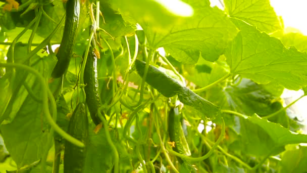 Вирощування огірків в теплиці — стокове відео