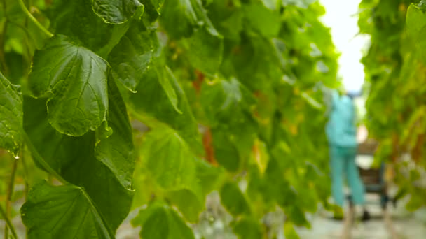 Nő uborka gyűjt a kertben a háttérben a zöld levelek — Stock videók