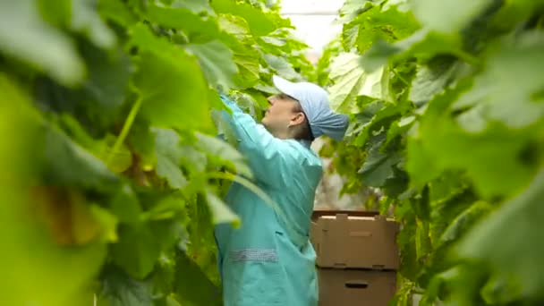 Vrouw landbouwingenieur oogsten komkommers — Stockvideo