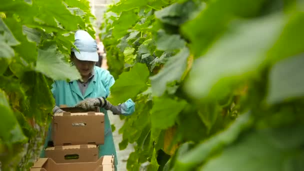 Kvinnlig trädgårdsmästare arbetar för gurka plantation — Stockvideo