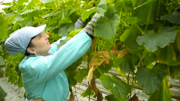 Vrouw die in de tuin werkt — Stockvideo