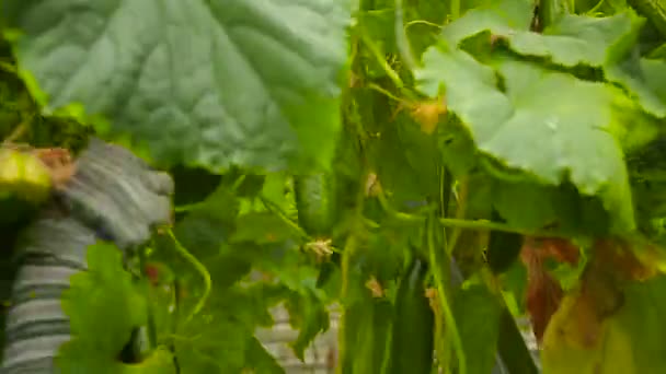 Hands tearing cucumbers from the Bush — Stock Video