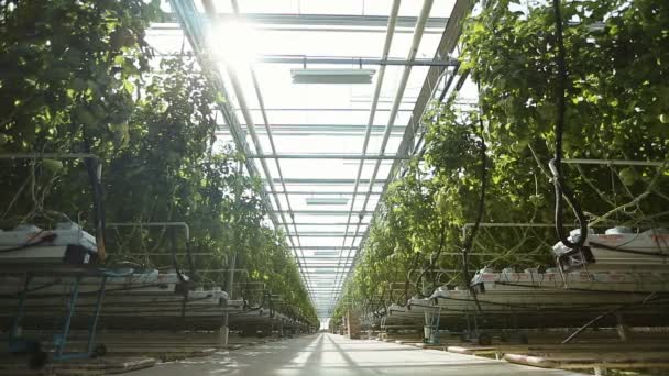 Технология выращивания помидоров в теплице — стоковое видео