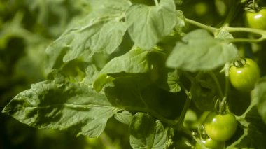 Domates dal olgunlaşma