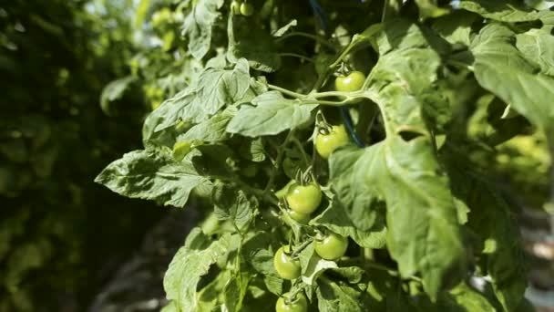 Tomates verdes não maduros em um ramo — Vídeo de Stock