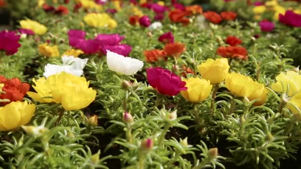 Portulaca flores no jardim — Vídeo de Stock